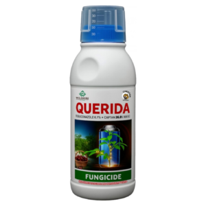 Querida